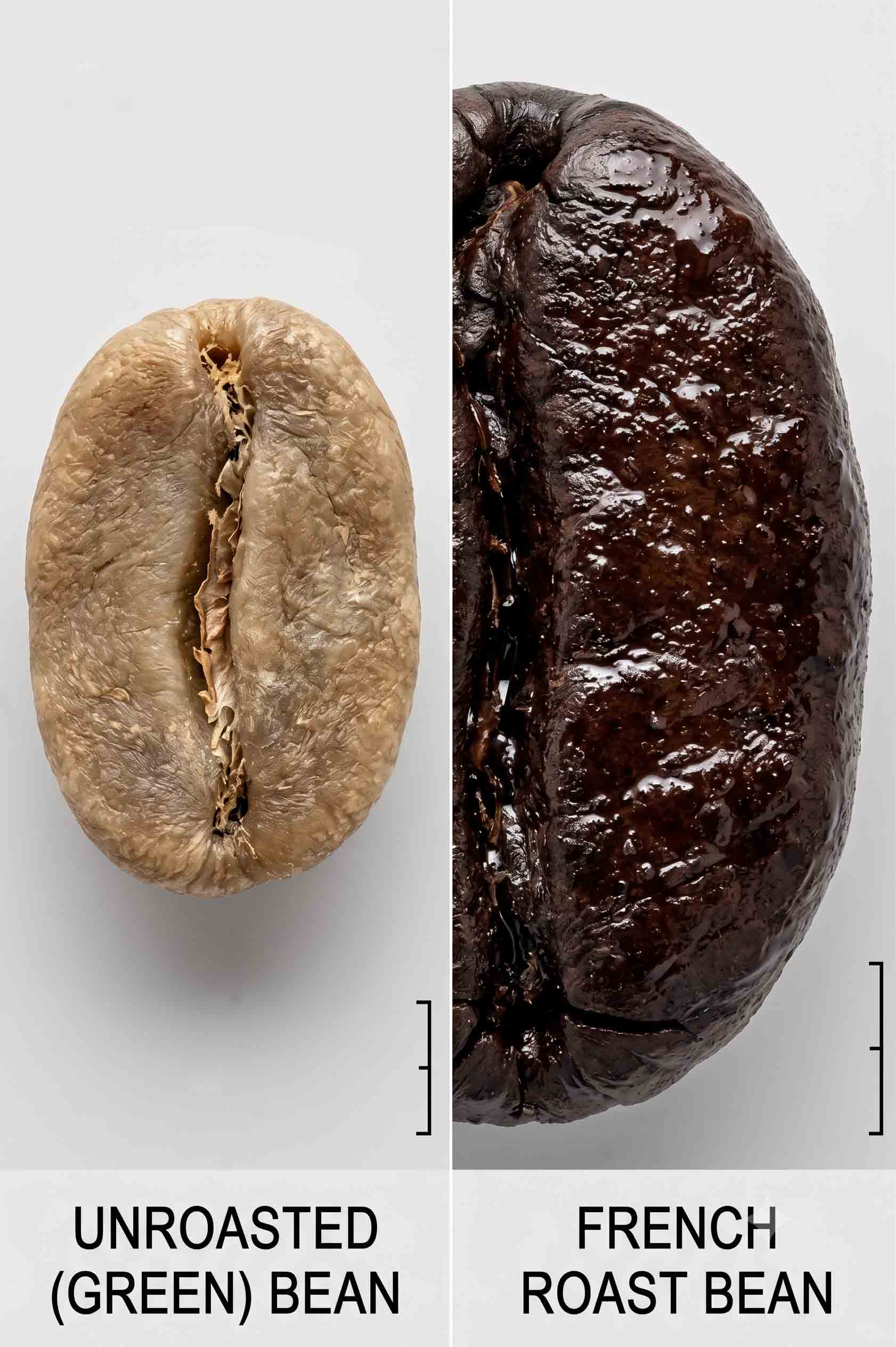 Comparison showing the density difference between a light roast and dark roast coffee bean